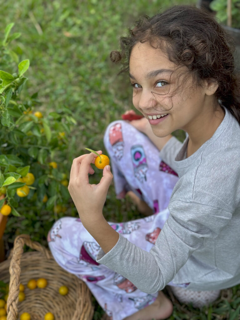 picking calamansi fruit