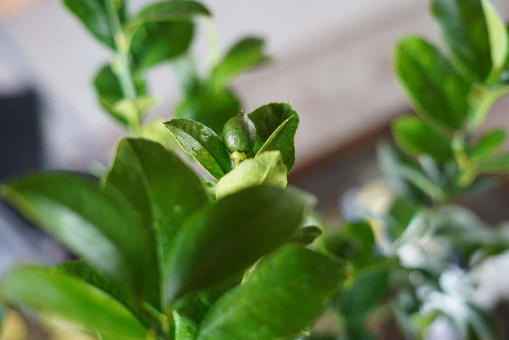 baby lemons on lemon tree